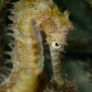 Thorny seahorse, Mafia Island